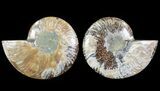 Cut & Polished Ammonite Fossil - Agatized #64962-1